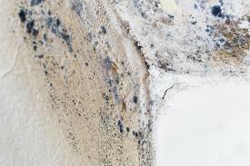 Mold Remediation for Vacation Homes in Coburg, OR